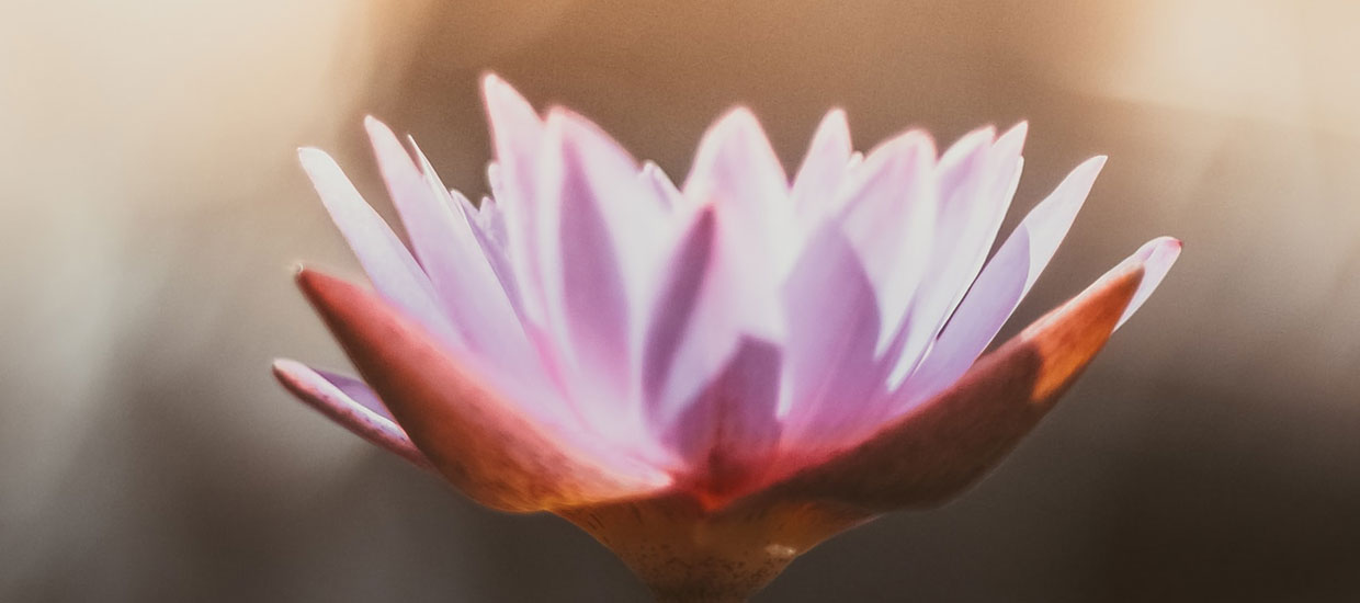 Lotusblume: Yoga und mehr.